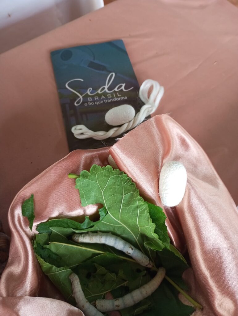 Seda